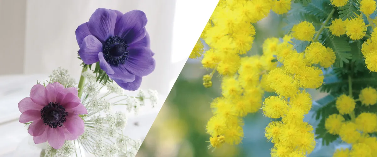 アネモネ＆ミモザ